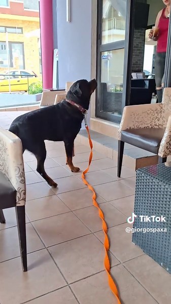 Βίντεο χρήστη Γιώργος & Δούκας (@giorgospaxa) με μουσική original sound - 🧡Miss.j🧡