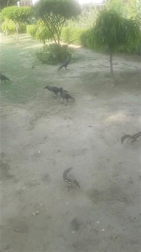 CROWS | SQUIRRELS FEEDING #nature #animallife