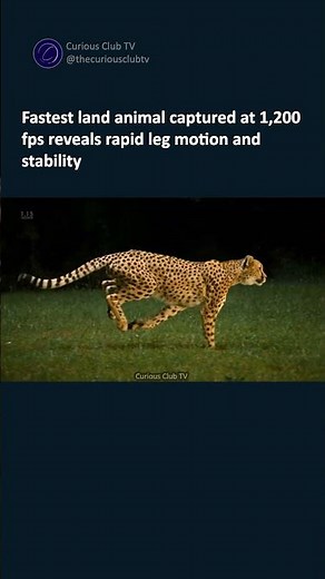 Cheetah in Slow Motion