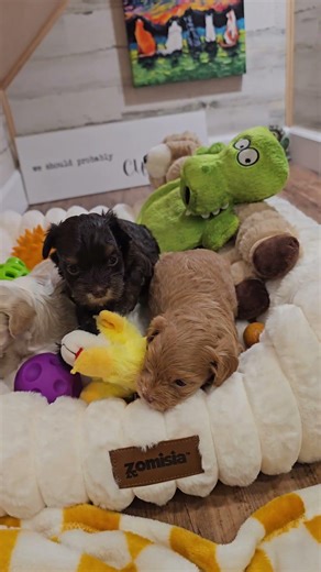 Heavenly Havanese™️ Trix's 3 Girls #havanese #familydog #familydogbreeds #superdog #dogheaven
