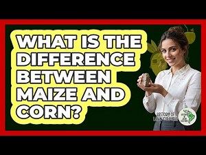 What Is The Difference Between Maize And Corn?