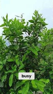 Reviving Grapefruit Tree: pH Boosting & Bee Buzzing! #shorts