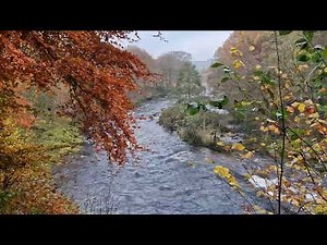 Autumn Forest Walk & Enchanting River In Bolton Abbey