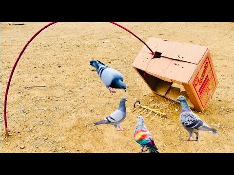 How to make a pigeon trap using a cardboard box with sticker | bird trap easy trapdoor | #pigeon