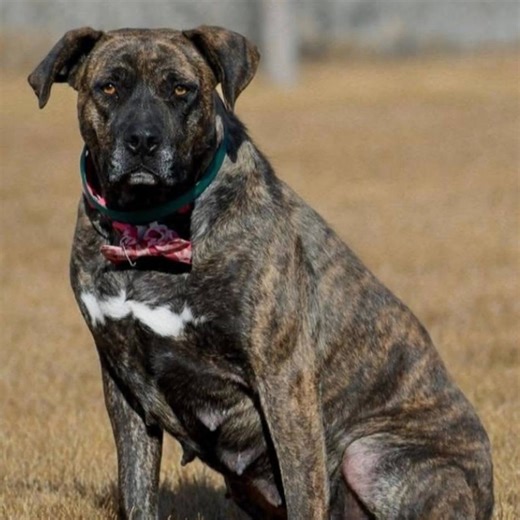 4.4K views | Endless Pawsibilities Foundation on Reels | Facebook