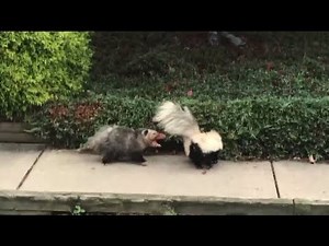 Video Shows Fight Between Skunk, Opossum in Pennsylvania Neighborhood