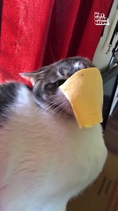50K views · 515 reactions | One cat with extra cheese please! 燎 | The Pet Collective | Facebook