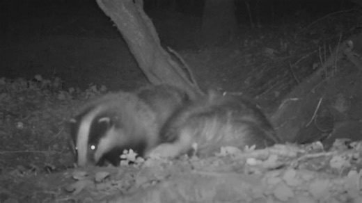 Badger baiting 'is one of the most awful acts of cruelty'