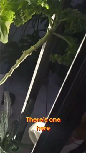 AI-Powered Gardening: How Cameras Monitor Plant Growth