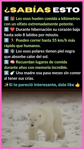 6 DATOS INCREÍBLES DE LOS OSOS QUE NADIE SABE 🐻😱 ¿SABÍAS ESTO?