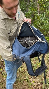 1.3K views · 242 reactions | BACKPACK PYTHON!!! It’s amazing what you...