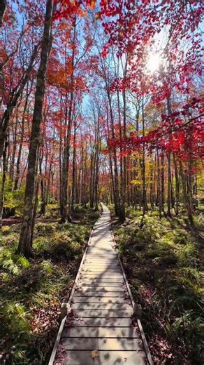 Jesup Path: The Heartwarming Trail of Acadia National Park, Maine. #shorts #fyp #magicalvibes #fall