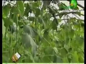 زراعة الخيار داخل الصوب بالتفصيل
