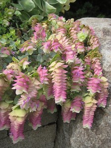 Kirigami Oregano 50 Seeds Ornamental Oregano Trailing Oregano Seeds - Etsy