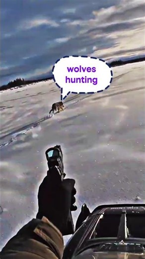 Волки охотятся в замёрзшей дикой природе#shorts