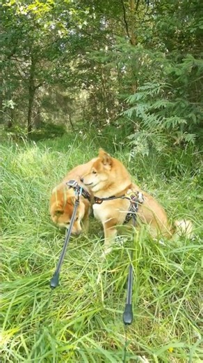 Shiba Inu Found Something Interesting #cute #doglife #fun #peace