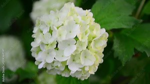 Viburnum opulus, Viburnum opulus roseum, Viburnum Boule de Neige, flowers