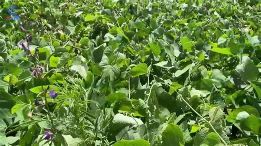 Stock feed and fodder production is a critical, high-potential agribusiness sector focused on cultivating, harvesting, and storing nutritional feed (silage, hay, pasture) to sustain livestock year-round | Centre For Innovation and Technology