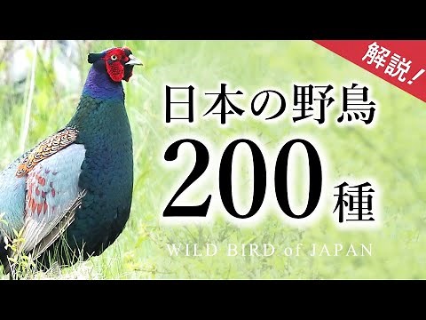 【保存版】日本の野鳥200種（解説・鳴き声）