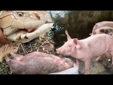 KING COBRA NA UMAATAKI NG MGA ALAGANG BABOY