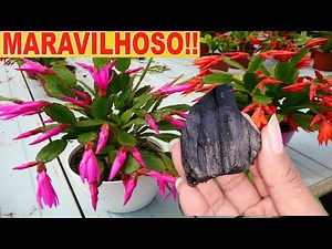 🟨 Coloque 1 CARVÃO em sua FLOR DE MAIO (veja o incrível resultado) Serve Para TODAS AS PLANTAS!❤🥰🌷