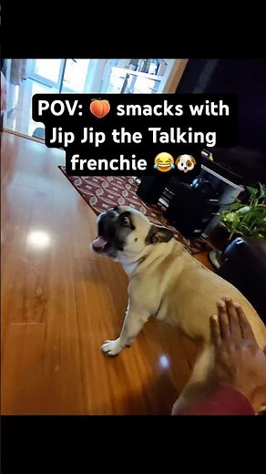 POV: 🍑 smacks with Jip Jip the Talking frenchie 😂🐶#frenchbulldog #puppy #talkingdog #funnydog