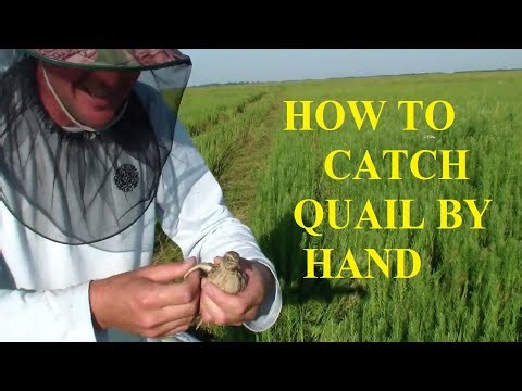 How To Catch Quail By Hand | Quail Hunting Video | Farhat Abbas