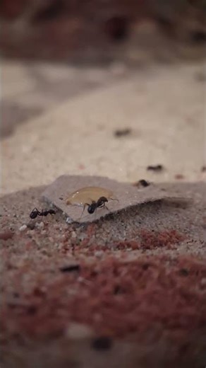 I Gave My Ants Honey… This Happened 🤯🐜
