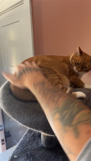 Orange Cat Greed: Understanding Fat Cat Behavior