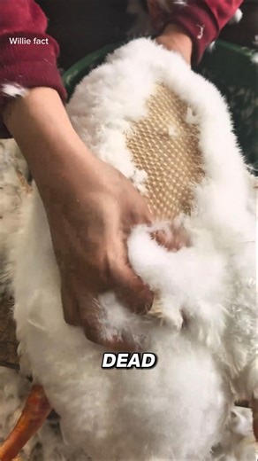 The Process Behind Goose Feather Production #shorts #goose