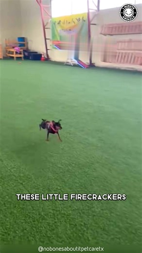 15K views · 538 reactions | Miniature Pinscher  The TINIEST Guard Dog! Small but fearless, this little dog walks like it owns the world. It’s fast, confident, and full of energy. You won’t believe how brave this tiny pup is! #wildlife #nature #animalfacts #animalvideos | 1 Minute Animals | Facebook