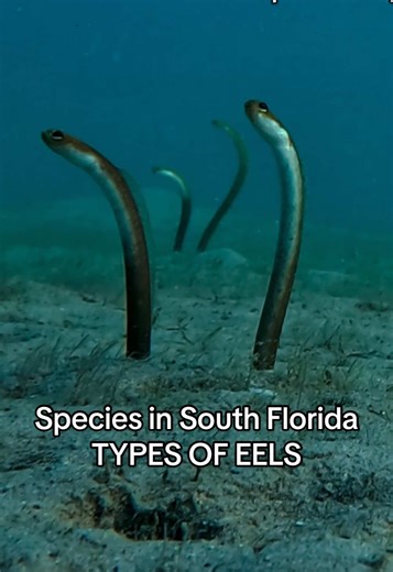 Exploring Eels: Types of Eels in South Florida Waters