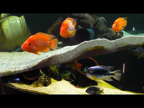 Dovii and Red Devil Cichild Fish Room [Tour]