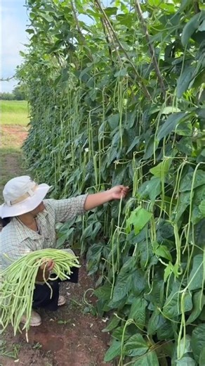 Harvesting Long Beans 🫛 #agriculture #farming #farmer #garden #gardening