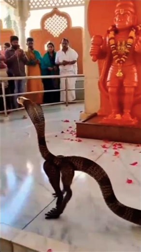 नाग ने हनुमान जी को दूध चढ़ाया और नमस्कार किया 💯 #landglide #shorts_video