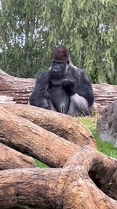 9.02.2024 🦍 | Cristina Tarantello