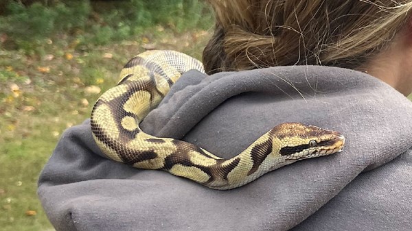 ‘Miraculous’: Ball python rescued in Rhode Island park