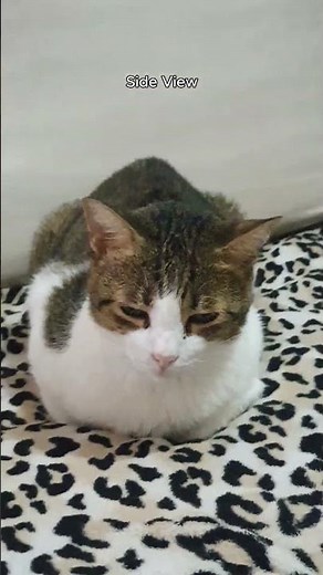 drumroll for a loaf check score #cute #cat #cutecat #funnycats #fypシ #catmemes #fypシ゚viral