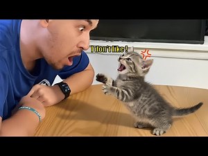When Your Cat Starts Arguing With You 😹💬💢
