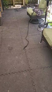 Service Dog Training with Lassie. Week 4. Stays are a challenge. Too bad I do not have a team of editors like that famous TV Dog Trainer! Lol #DogTraining #ServiceDog | Daniel De La Rosa - Dogs