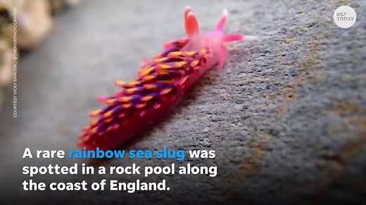 42K views | Who said slugs had to be gross? This rare and colorful rainbow sea slug was discovered in a rock pool along the coast of England. | USA TODAY Video | Facebook