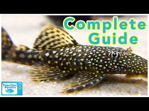 Bristlenose Pleco Care and Breeding