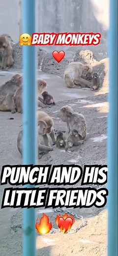 13 Baby Monkeys Born at Ichikawa Zoo 💔 5 Are Thriving 🥹