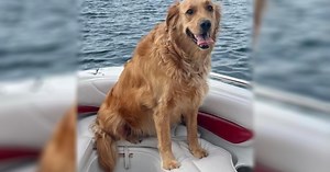 Golden retriever lost after New York tornado outbreak found safe miles away from home