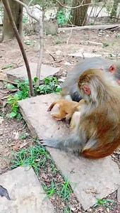 Baby monkey was scared by the big monkey.mov #monkey | Silence Music