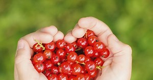 5 recettes légères et vitaminées à partir de groseilles