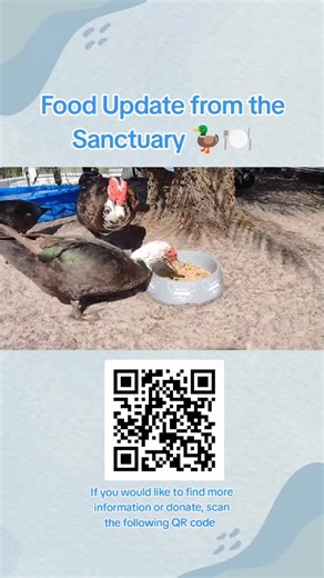 Food Update from the Sanctuary 🦆🍽️ Feeding 150 Muscovy ducks every day requires a steady supply of food — and right now, our reserves are running low. Our ducks depend entirely on this sanctuary for their meals, and keeping their bowls full is one of our biggest daily responsibilities. We are so grateful for the donations we’ve received so far, but we’re reaching a point where we need a little extra help from our community. If you’re able and would like to support us, even a small contribution