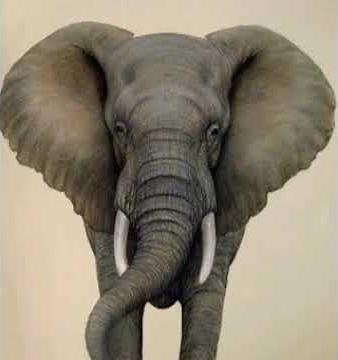 African Bush Elephant Bellow 🐘 🔊