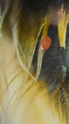 Radiant Stillness #microscopy #stillwaters #peacefulflow #mindfulmoments