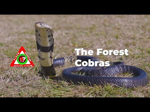 The Forest Cobras of Africa | African Reptiles and Venom